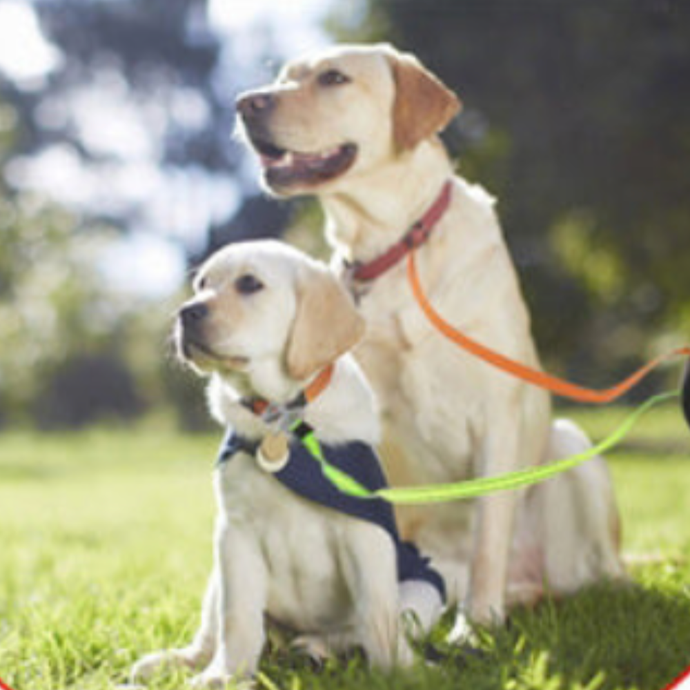 DualLeash™ Twin Dog Leash
